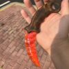 【 Fire-burned wood handle 】 Ruby material Karambitt