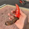 【 Fire-burned wood handle 】 Ruby material Karambitt