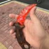 【 Fire-burned wood handle 】 Ruby material Karambitt