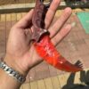 【 Fire-burned wood handle 】 Ruby material Karambitt